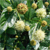Buttonbush (Cephalanthus occidentalis)