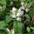White turtlehead (Chelone glabra)