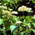 Silky dogwood (Cornus amomum)