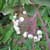 Gray dogwood (Cornus racemosa)