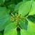 Red-osier dogwood (Cornus sericea)