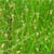 Marsh spikerush (Eleocharis palustris)
