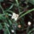Purpleleaf willowherb (Epilobium coloratum)