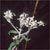 Boneset (Eupatorium perfoliatum)