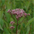 Spotted joe-pye weed (Eupatoriadelphus maculatus)