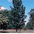 Black ash (Fraxinus nigra)