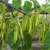 Green ash (Fraxinus pennsylvanica)