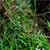 Fowl mannagrass (Glyceria striata)