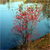 Winterberry (Ilex verticillata)