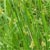 Soft rush (Juncus effusus)