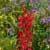 Cardinal flower (Lobelia cardinalis)