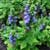 Great blue lobelia (Lobelia siphilitica)
