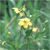 Fringed loosestrife (Lysimachia ciliata)