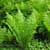 Ostrich fern (Matteuccia struthiopterus)