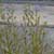 Monkey flower (Mimulus ringens)