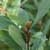 Sweetgale (Myrica gale)