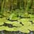 Yellow water lily (Nupha lutea)