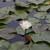 White water lily (Nymphaea odorata)