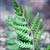 Cinnamon fern (Osmunda cinnamomea)