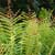 Cinnamon fern (Osmunda cinnamomea)