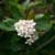 Black chokeberry (Photinia melanocarpa)