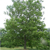 Sycamore (Platanus occidentalis)