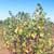 Eastern cottonwood (Populus deltoides)
