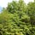 Pin oak (Quercus palustris)