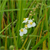 Broadleaf arrowhead (Sagittaria latifolia)