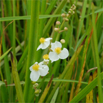 Broadleaf arrowhead (Sagittaria latifolia)