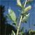 Shiny willow (Salix lucida)