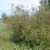 Silky willow (Salix sericea)