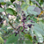 Elderberry (Sambucus canadensis)