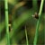 Common threesquare (Schoenoplectus pungens)