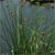 Softstem bulrush (Schoenoplectus tabernaemontanii)