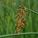 Softstem bulrush (Schoenoplectus tabernaemontani)