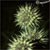 Broadleaf bur-reed (Sparganium eurycarpum)