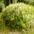 Meadowsweet (Spiraea alba)