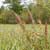Steeplebush (Spiraea tomentosa)