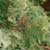 Eastern white cedar (Thuja occidentalis)