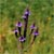 Blue vervain (Verbena hastata)