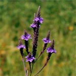 Blue vervain (Verbena hastata)