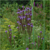 Blue vervain (Verbena hastata)