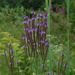 Blue vervain (Verbena hastata)