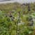 Northern arrowwood (Viburnum dentatum)
