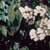Nannyberry (Viburnum lentago)