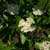 Possum Haw (Viburnum nudum)